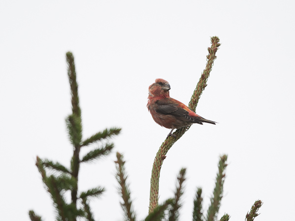 Isokäpylintu, Parrot Crossbill, Loxia pytyopsittacus