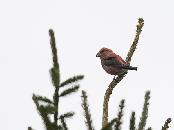 Isokäpylintu, Parrot Crossbill, Loxia pytyopsittacus