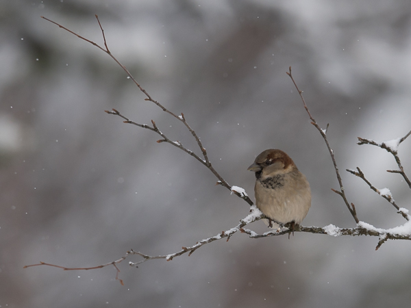 Varpunen, House Sparrow, Passer domesticus