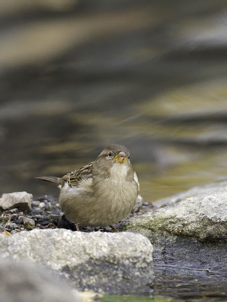 Varpunen, House Sparrow, Passer domesticus