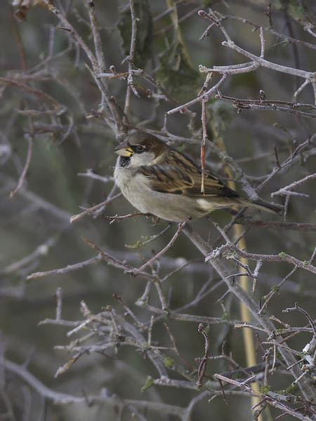 Varpunen, House Sparrow, Passer domesticus