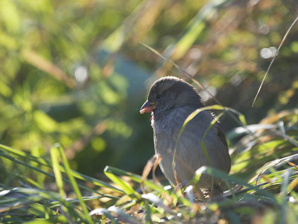 Varpunen, House Sparrow, Passer domesticus
