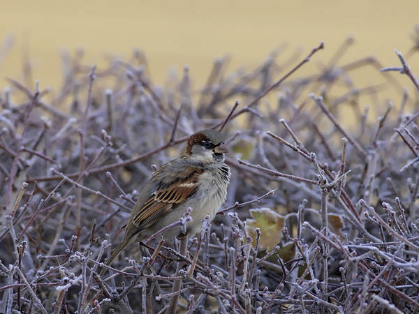 Varpunen, House Sparrow, Passer domesticus