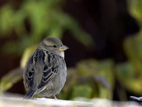 Varpunen, House Sparrow, Passer domesticus