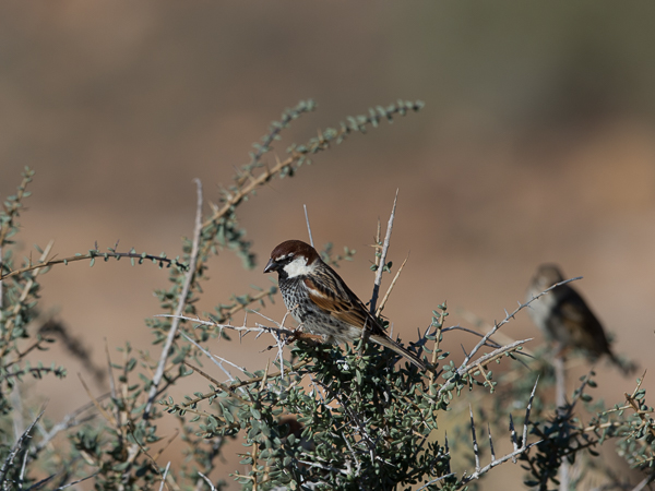 Pensasvarpunen, Spanish Sparrow, Passer hispaniolensis
