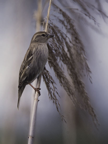 Pensasvarpunen, Spanish Sparrow, Passer hispaniolensis