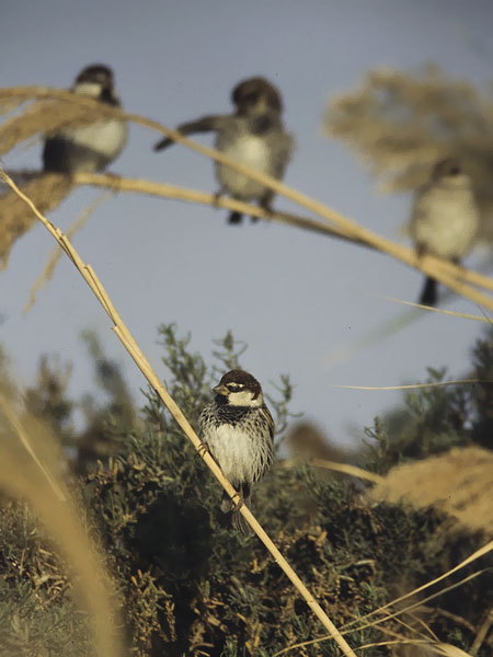 Pensasvarpunen, Spanish Sparrow, Passer hispaniolensis