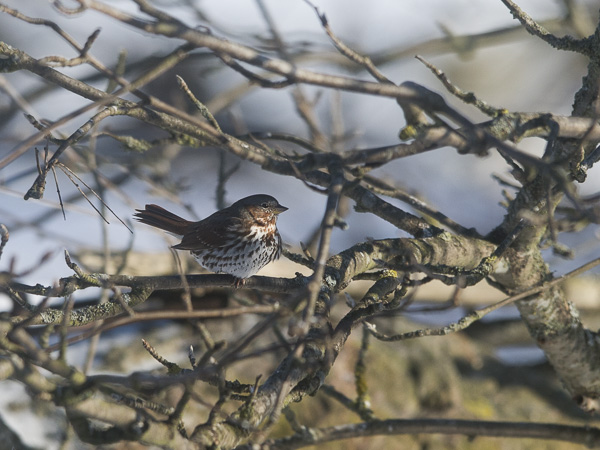 Kettusirkku, Fox Sparrow, Passarella iliaca