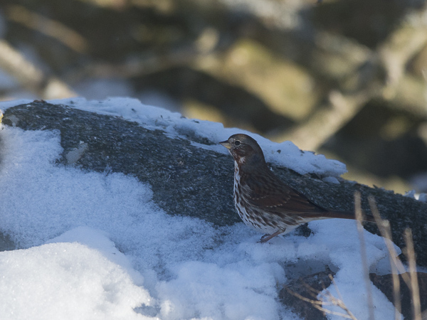 Kettusirkku, Fox Sparrow, Passarella iliaca