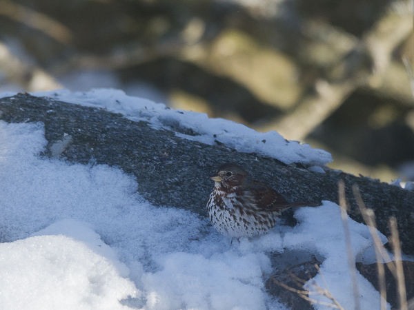 Kettusirkku, Fox Sparrow, Passarella iliaca