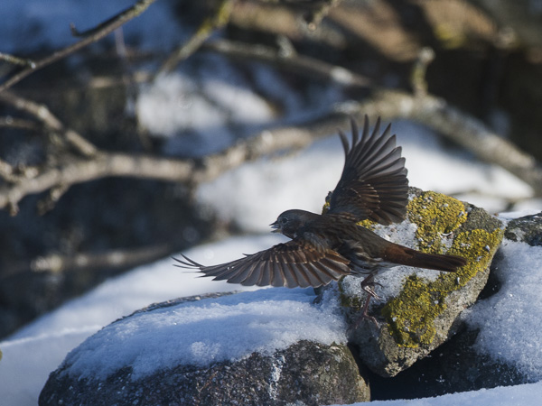 Kettusirkku, Fox Sparrow, Passarella iliaca