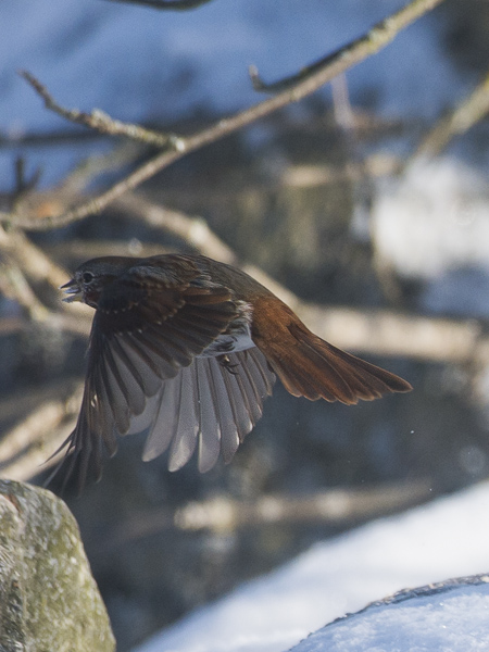 Kettusirkku, Fox Sparrow, Passarella iliaca