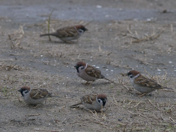 Pikkuvarpunen, Eurasian Tree Sparrow, Passer montanus