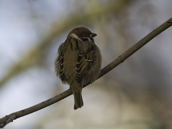 Pikkuvarpunen, Eurasian Tree Sparrow, Passer montanus