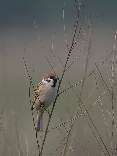 Pikkuvarpunen, Eurasian Tree Sparrow, Passer montanus