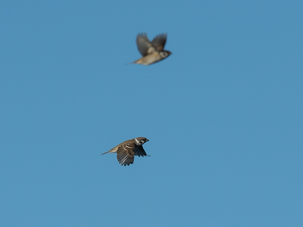 Pikkuvarpunen, Eurasian Tree Sparrow, Passer montanus