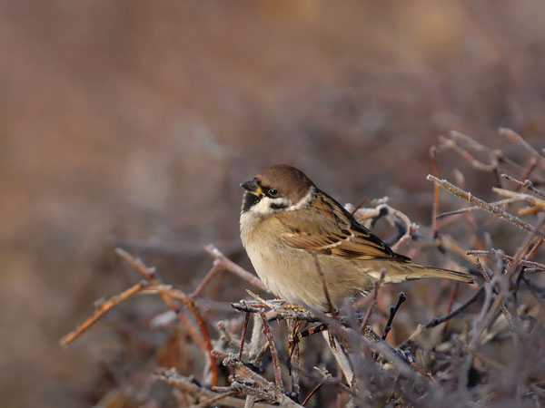 Pikkuvarpunen, Eurasian Tree Sparrow, Passer montanus