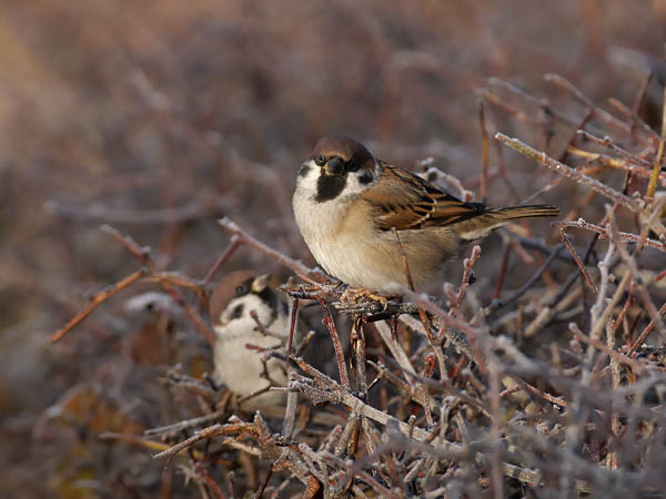 Pikkuvarpunen, Eurasian Tree Sparrow, Passer montanus