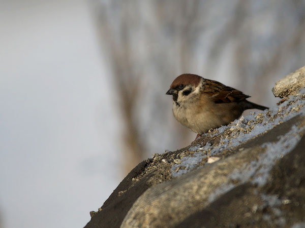 Pikkuvarpunen, Eurasian Tree Sparrow, Passer montanus