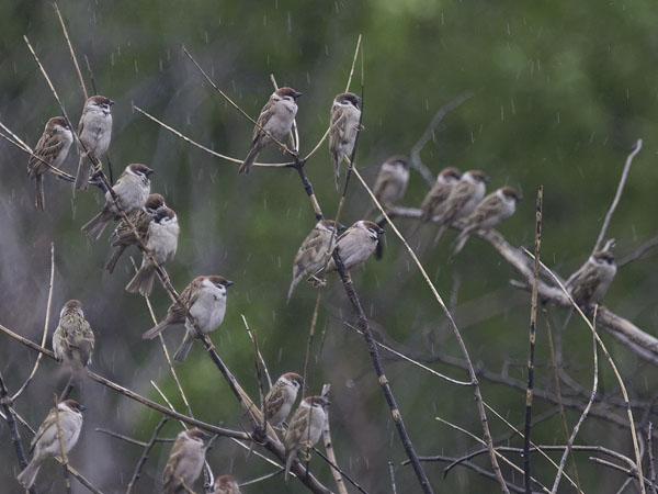 Pikkuvarpunen, Eurasian Tree Sparrow, Passer montanus