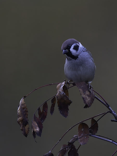 Pikkuvarpunen, Eurasian Tree Sparrow, Passer montanus