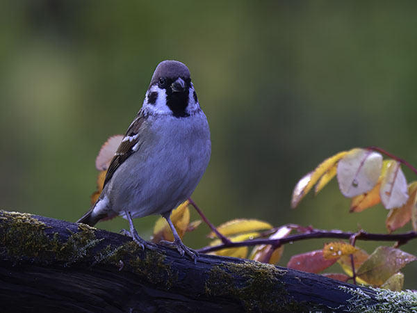 Pikkuvarpunen, Eurasian Tree Sparrow, Passer montanus