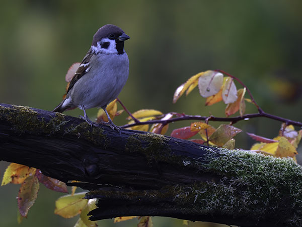 Pikkuvarpunen, Eurasian Tree Sparrow, Passer montanus