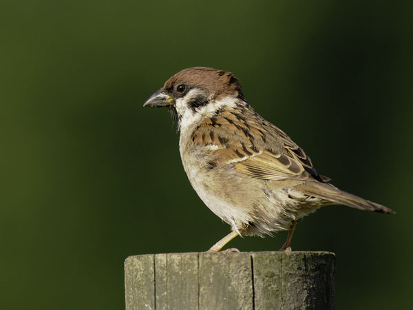 Pikkuvarpunen, Eurasian Tree Sparrow, Passer montanus
