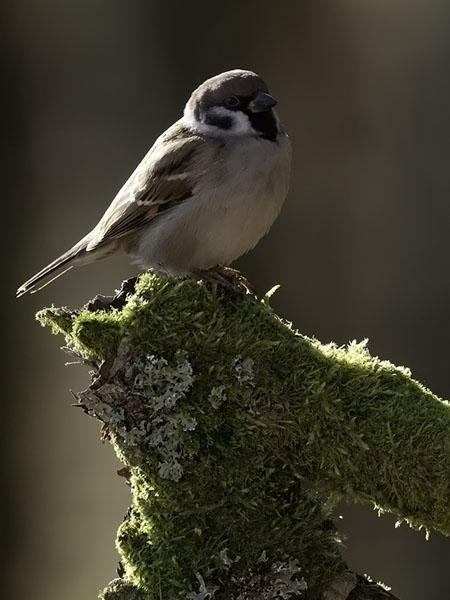 Pikkuvarpunen, Eurasian Tree Sparrow, Passer montanus