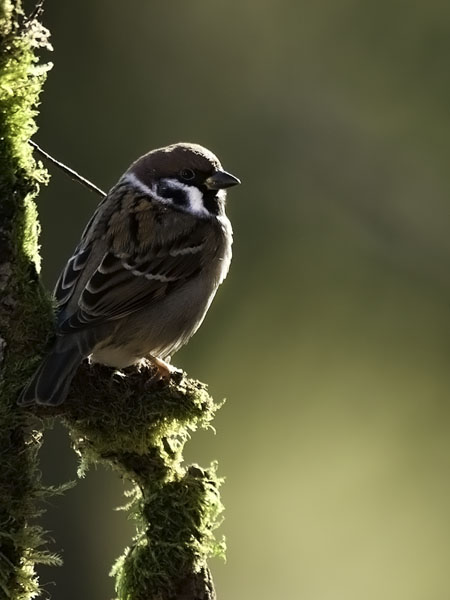 Pikkuvarpunen, Eurasian Tree Sparrow, Passer montanus