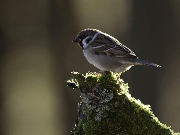 Pikkuvarpunen, Eurasian Tree Sparrow, Passer montanus