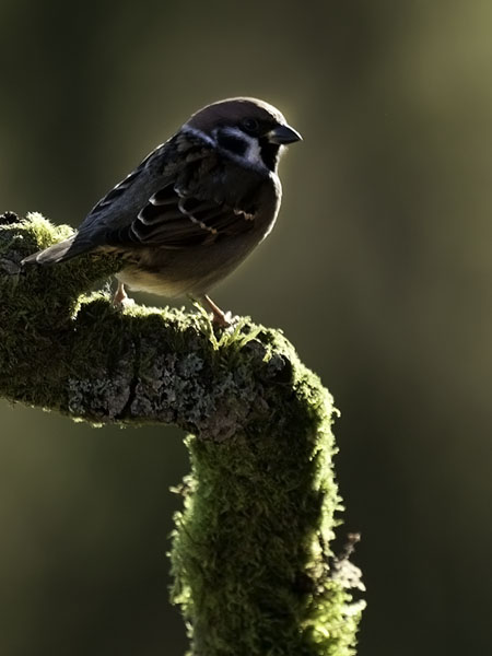 Pikkuvarpunen, Eurasian Tree Sparrow, Passer montanus