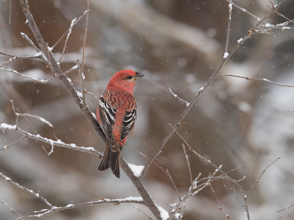 Taviokuurna, Pine Grosbeak, Pinicola enucleator
