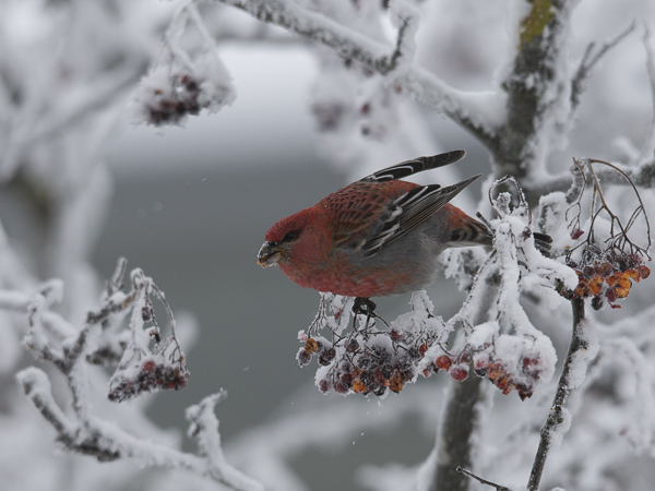 Taviokuurna, Pine Grosbeak, Pinicola enucleator