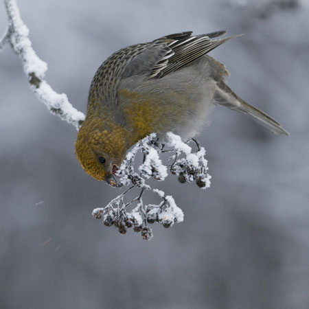 Taviokuurna, Pine Grosbeak, Pinicola enucleator