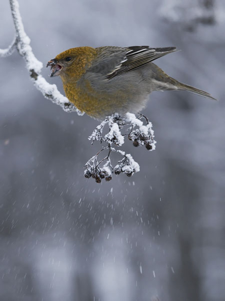 Taviokuurna, Pine Grosbeak, Pinicola enucleator