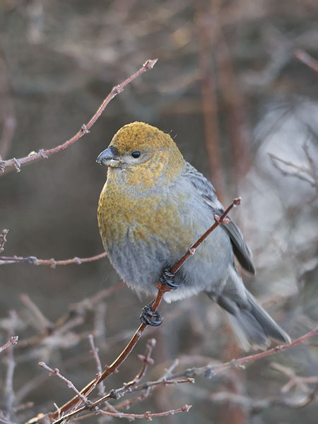 Taviokuurna, Pine Grosbeak, Pinicola enucleator