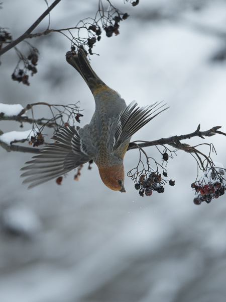 Taviokuurna, Pine Grosbeak, Pinicola enucleator