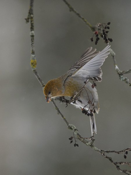Taviokuurna, Pine Grosbeak, Pinicola enucleator