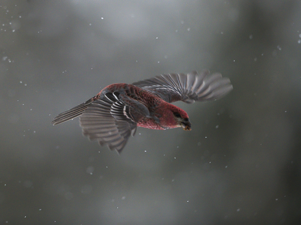 Taviokuurna, Pine Grosbeak, Pinicola enucleator