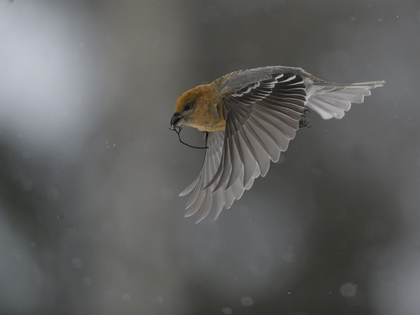 Taviokuurna, Pine Grosbeak, Pinicola enucleator