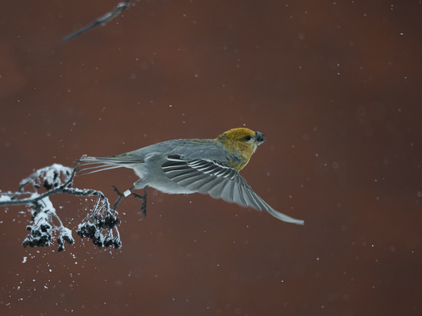 Taviokuurna, Pine Grosbeak, Pinicola enucleator