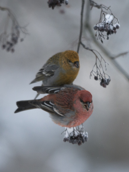 Taviokuurna, Pine Grosbeak, Pinicola enucleator