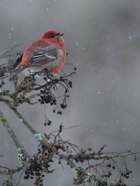 Taviokuurna, Pine Grosbeak, Pinicola enucleator