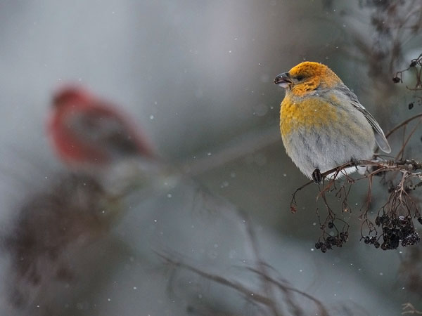 Taviokuurna, Pine Grosbeak, Pinicola enucleator