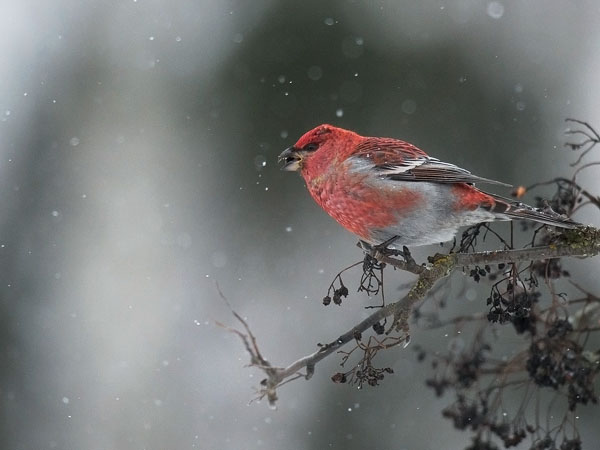 Taviokuurna, Pine Grosbeak, Pinicola enucleator