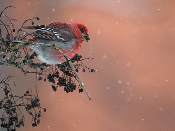 Taviokuurna, Pine Grosbeak, Pinicola enucleator