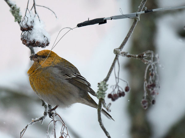 Taviokuurna, Pine Grosbeak, Pinicola enucleator