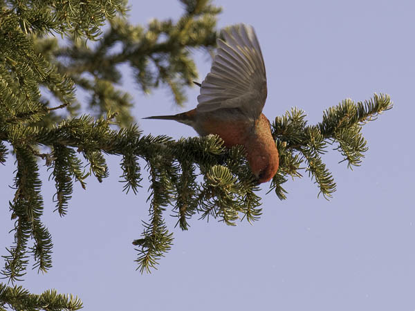 Taviokuurna, Pine Grosbeak, Pinicola enucleator
