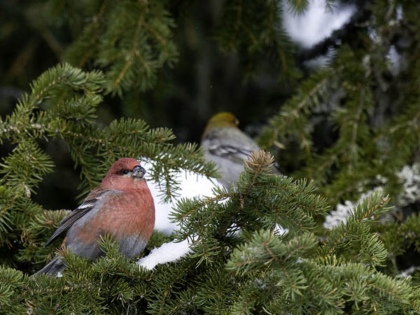 Taviokuurna, Pine Grosbeak, Pinicola enucleator